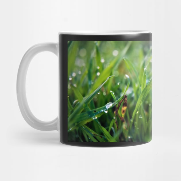 Dew Drop Grass by InspiraImage